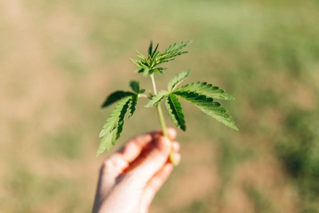 Mann hält Cannabis Pflanze